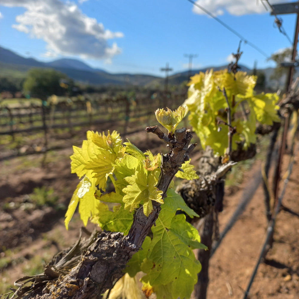 
                  
                    Tour | Recorrido por viñedos y bodega
                  
                