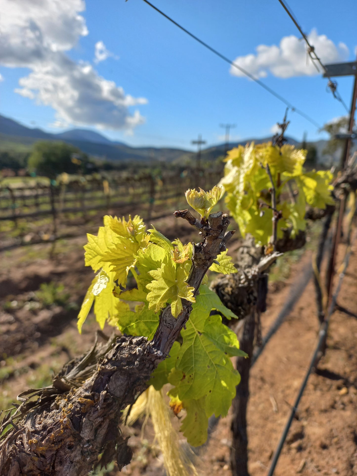 
                  
                    Tour | Recorrido por viñedos y bodega
                  
                