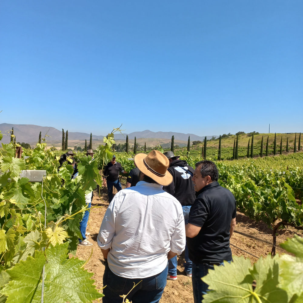 
                  
                    Tour | Recorrido por viñedos y bodega
                  
                