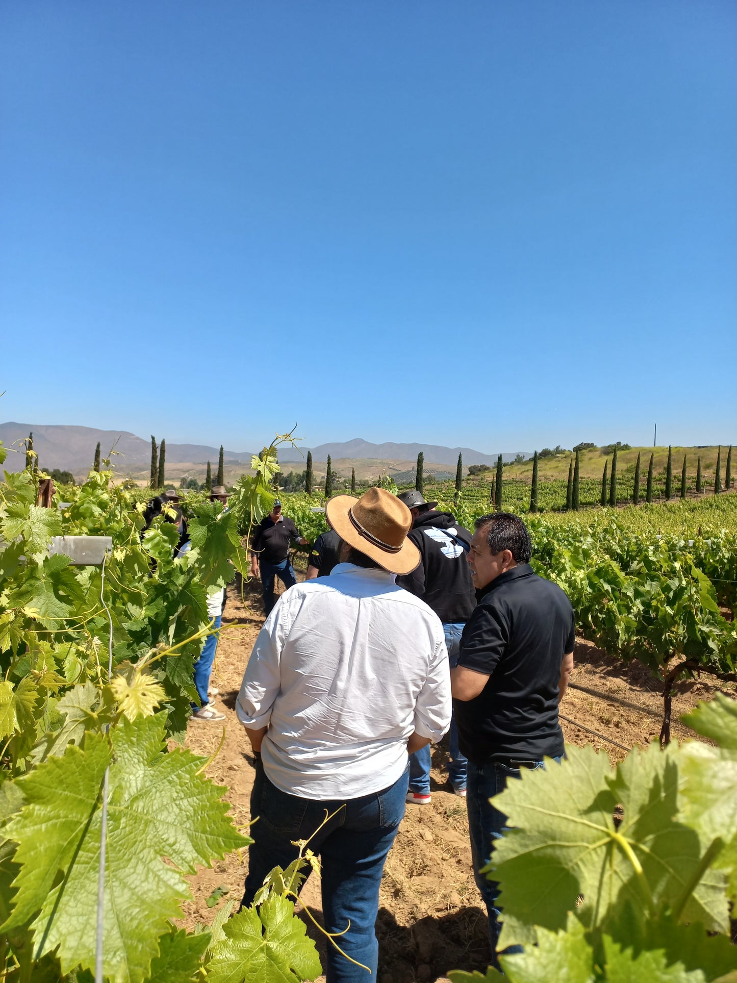 
                  
                    Tour | Recorrido por viñedos y bodega
                  
                