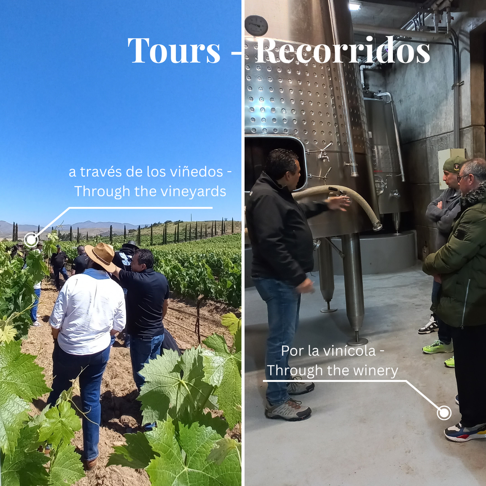 Tour | Recorrido por viñedos y bodega